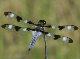 Twelve-spotted Skimmer